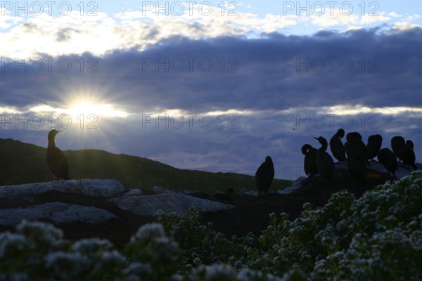 Group of shags (Gulosus aristotelis, syn.: Phalacrocorax aristotelis) at sunset with dramatic sky, Hornoya, Vardø, Finnmark, Norway