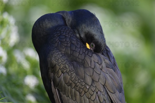 Cormorant (Gulosus aristotelis, syn.: Phalacrocorax aristotelis) sleeping with head in feathers, surrounded by greenery, Vardø, Finnmark, Norway