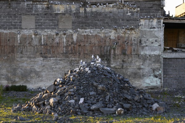 Black-legged kittiwakes (Rissa tridyctyla), sitting on a large pile of rubble in front of a derelict building, Vardø, Finnmark, Norway