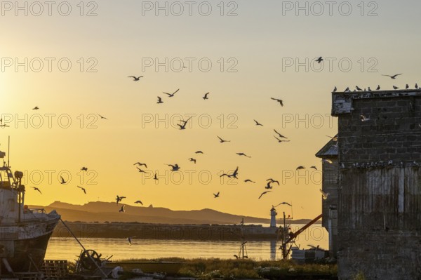 Kittiwakes (Rissa tridyctyla), flying over fishing boats and a building in the harbour at dusk, Vardø, Finnmark, Norway