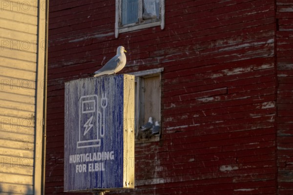 Black-legged kittiwake (Rissa tridyctyla) sitting on the sign of an electric car charging station, Vardø, Finnmark, Norway
