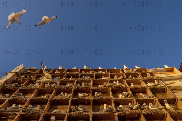 Kittiwakes (Rissa tridyctyla) nesting in an artificial nesting cliff made of old fish boxes in Vardö harbour. some gulls flying in the blue sky above, Vardø, Finnmark, Norway
