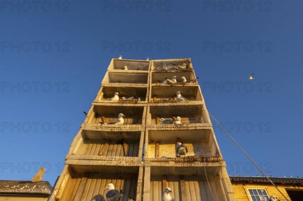 Kittiwakes (Rissa tridyctyla) nesting in an artificial nesting cliff made of old fish boxes in Vardö harbour, Vardø, Finnmark, Norway