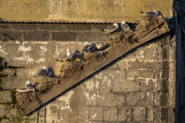 Black-legged kittiwakes (Rissa tridyctyla) nesting on an old diagonal rafter of an old factory building, Vardø, Finnmark, Norway