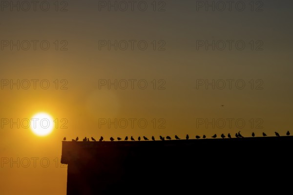 Black-legged kittiwakes (Rissa tridyctyla) sitting in a row on the gable of a harbour building in the golden backlight of the midnight sun, Vardø, Finnmark, Norway