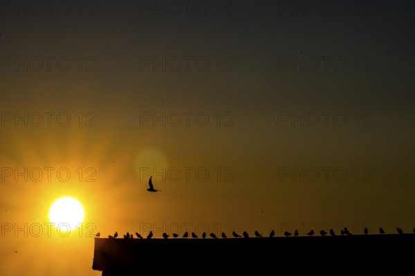 Kittiwakes (Rissa tridyctyla) sit in a row on the gable of a harbour building in the golden backlight of the midnight sun. A single bird flies overhead towards the sun, Vardø, Finnmark, Norway