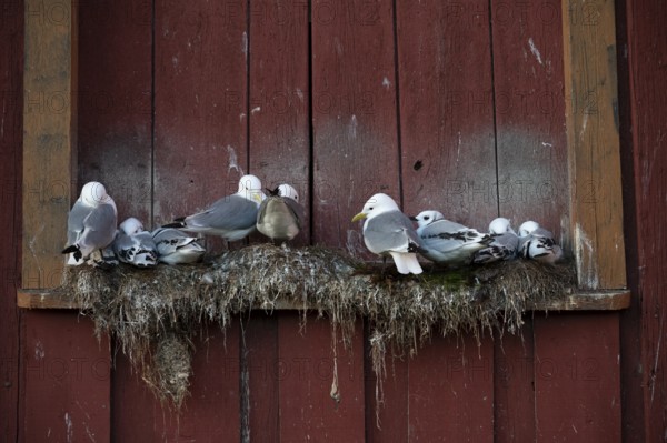 Black-legged kittiwakes (Rissa tridyctyla) nesting on a red wooden façade of the Pomor Museum, Vardø, Finnmark, Norway