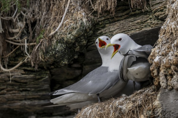 Black-legged kittiwakes (Rissa tridyctyla) calling pair breeding on a cliff on the island of Ekeroya, Vadsø, Finnmark, Norway
