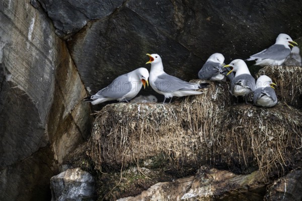 Kittiwakes (Rissa tridyctyla) a pair calling loudly on its nest sitting on a rocky cliff, nests in the rugged coastal environment, Hornoya, Vardø, Finnmark, Norway