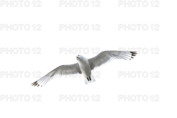 A kittiwake (Rissa tridyctyla) flying in front of a white sky, Vadsö, Finnmark, Norway