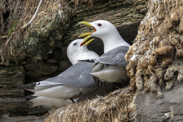 Vadsø, Finnmark, NorwayPair of black-legged kittiwakes (Rissa tridyctyla) calling and breeding on a cliff on the island of Ekeroya, Vadsø, Finnmark, Norway