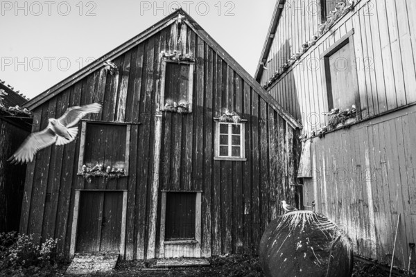 Kittiwakes (Rissa tridyctyla) nesting on a wooden façade of the Pomor Museum, one bird sitting on a large iron ball, black and white photograph, Vardø, Finnmark, Norway