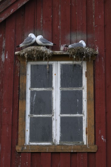 Black-legged kittiwakes (Rissa tridyctyla) nesting on a red wooden façade of the Pomor Museum, Vardø, Finnmark, Norway