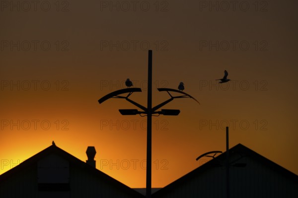 Kittiwakes (Rissa tridyctyla) sitting on a street lamp against the orange sky of midsummer night, Vardø, Finnmark, Norway