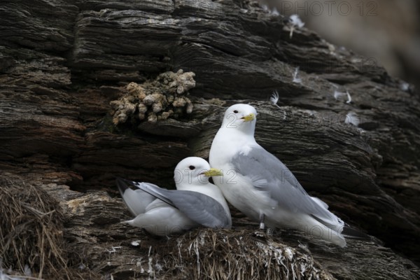 Black-legged kittiwakes (Rissa tridyctyla) breeding on a cliff on the island of Ekeroya, Vadsø, Finnmark, Norway