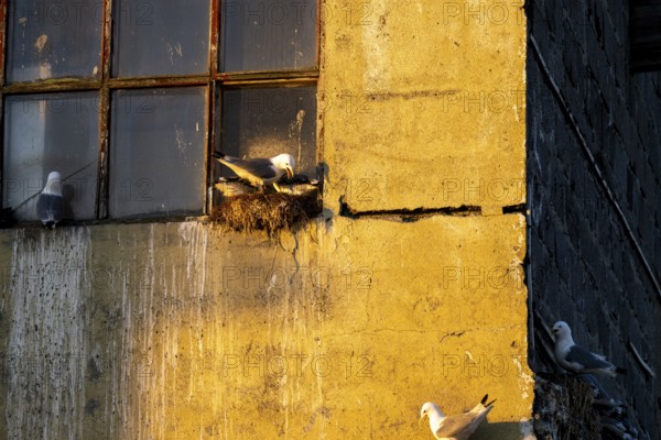 Kittiwakes (Rissa tridyctyla) breeding in front of an old window in Vardö harbour, Vardø, Finnmark, Norway, Vardø, Finnmark, Norway