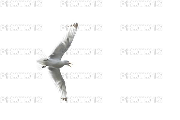 A kittiwake (Rissa tridyctyla) flying in front of a white sky, Vadsø, Finnmark, Norway