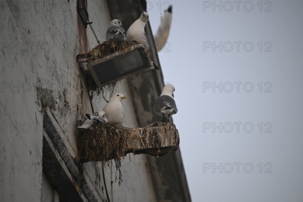 Black-legged kittiwakes (Rissa tridyctyla) nesting on the wall of a building in an urban environment with dim light, Vardø, Finnmark, Norway