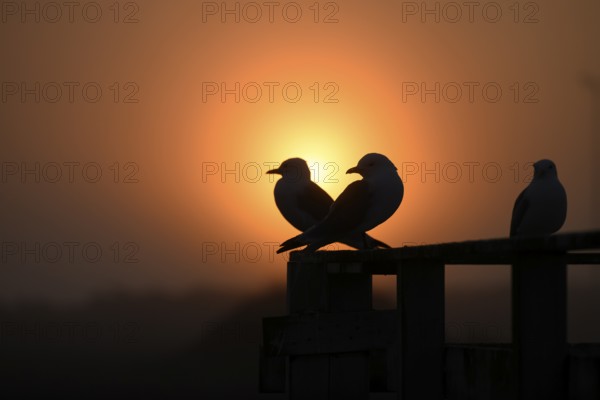 Gull silhouettes Kittiwakes (Rissa tridyctyla) sitting on a railing in the orange light of a sunset, Vardø, Finnmark, Norway