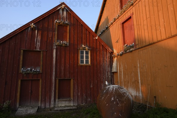 Kittiwakes (Rissa tridyctyla) nesting on a red wooden façade of the Pomor Museum, one bird sitting on a large iron ball, Vardø, Finnmark, Norway
