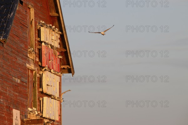 Black-legged kittiwakes (Rissa tridyctyla) nesting on a red wooden facade of a harbour building, one bird flying against a blue sky, Vardø, Finnmark, Norway