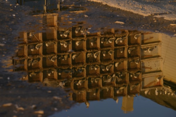 Black-legged kittiwakes (Rissa tridyctyla) breed in an artificial nesting cliff made from old fish boxes in Vardö harbour. Their image is reflected in a puddle, Vardø, Finnmark, Norway