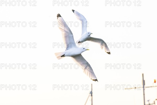 Two kittiwakes (Rissa tridyctyla) flying in front of a white sky, Vardø, Finnmark, Norway