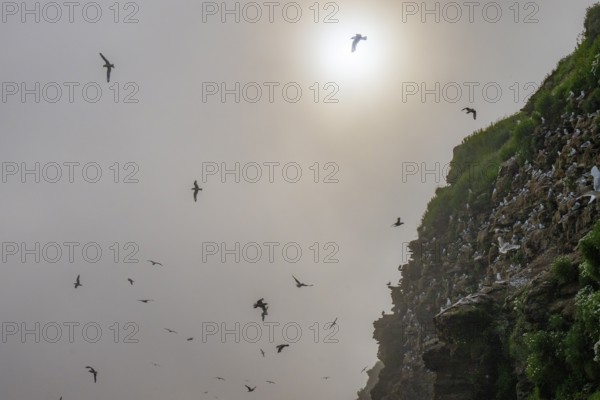 Kittiwakes (Rissa tridactyla) flying over misty cliffs, the sun shining through the haze and creating a mysterious atmosphere, Vadsø, Finnmark, Norway