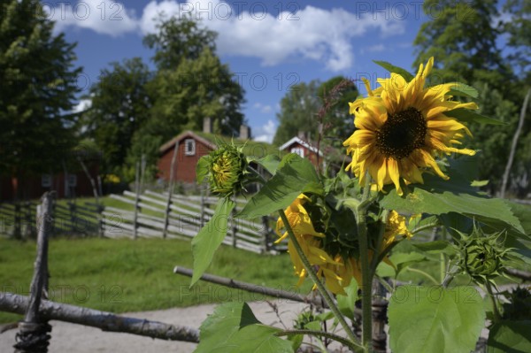 Sunflowers (Helianthus annuus) in Carl von Linne's garden, in the background his birthplace, Råshult, Småland, Sweden