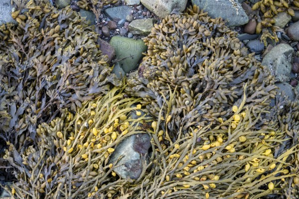 Algae and seaweed bladderwrack (Fucus vesiculosus) in yellow and brown on rocks and pebbles on the coast, Båtsfjord, Finnmark, Norway