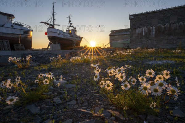 Wild flowers in the foreground with two fishing boats in shade and setting sun on the horizon in the old port of Vardö, Vardø, Finnmark, Norway