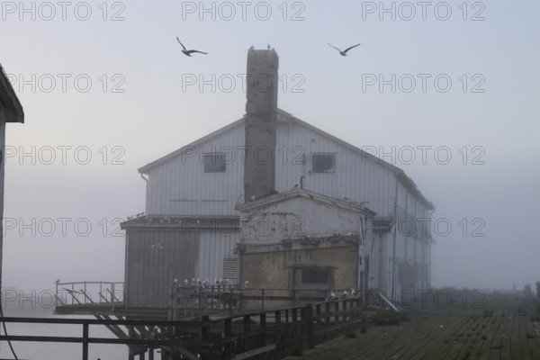 An abandoned factory building harbour building with seagulls in a foggy morning atmosphere, Vardø, Finnmark, Norway