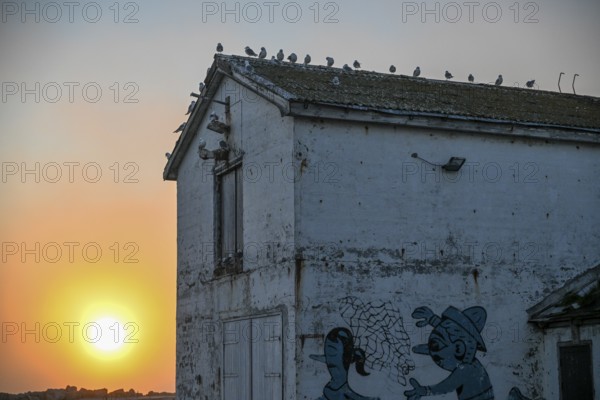 Kittiwakes (Rissa tridactyla) sitting on a roof at sunset, with wall painting in the foreground, Vardø, Finnmark, Norway