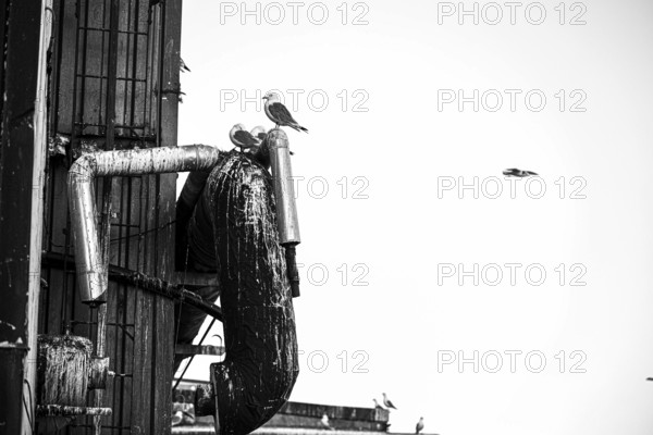 Several kittiwakes (Rissa tridactyla) on an industrial structure with pipes in black and white, Vardø, Finnmark, Norway