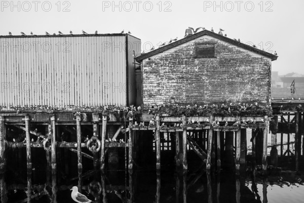 Black-legged kittiwakes (Rissa tridactyla) on an old building and pier in black and white style, Vardø, Finnmark, Norway