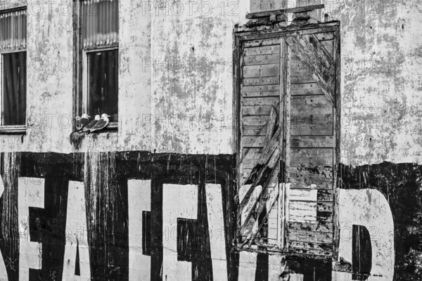 Dilapidated wall of a building with large lettering and seagulls, Vardø, Finnmark, Norway
