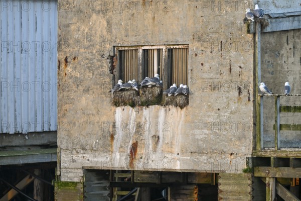 Weathered building with nests of kittiwakes (Rissa tridactyla) on an old windowsill, Vardø, Finnmark, Norway