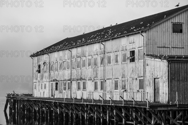 An old wooden harbour building with kittiwakes (Rissa tridactyla) on the roof next to the water, Vardø, Finnmark, Norway