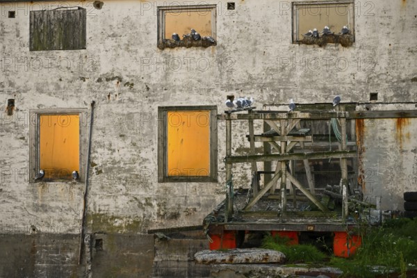 Old building with glowing windows at sunset and kittiwakes (Rissa tridactyla), Vardø, Finnmark, Norway