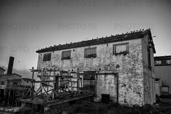 Dilapidated building with wooden construction and kittiwakes (Rissa tridactyla) on the roof, Vardø, Finnmark, Norway