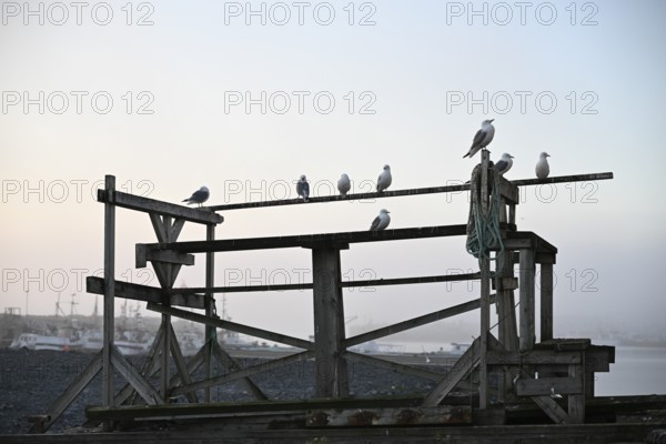 Kittiwakes (Rissa tridactyla) on an old wooden structure at the harbour, quiet morning atmosphere, Vardø, Finnmark, Norway