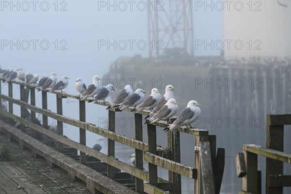 Kittiwakes (Rissa tridactyla) sitting on a wooden railing in a foggy harbour, early morning, Vardø, Finnmark, Norway