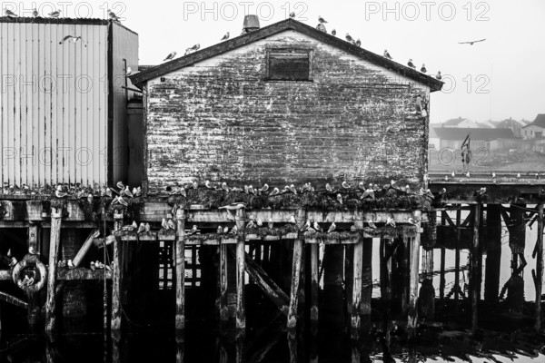 Old, weathered building on the pier with numerous black-legged kittiwakes (Rissa tridactyla) in black and white style, Vardø, Finnmark, Norway