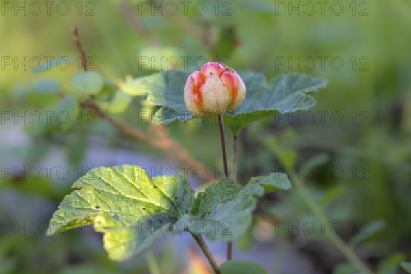 Macro photograph of a cloudberry (Rubus chamaemorus) with green leaves in the background, Saarenkylä, Lapland, Finland