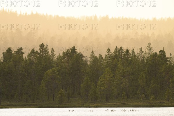 Twilight scene with wooded silhouette of a northern coniferous forest in fog in warm light, NP Övre Pascik, Svanvik, Finnmark, Norway