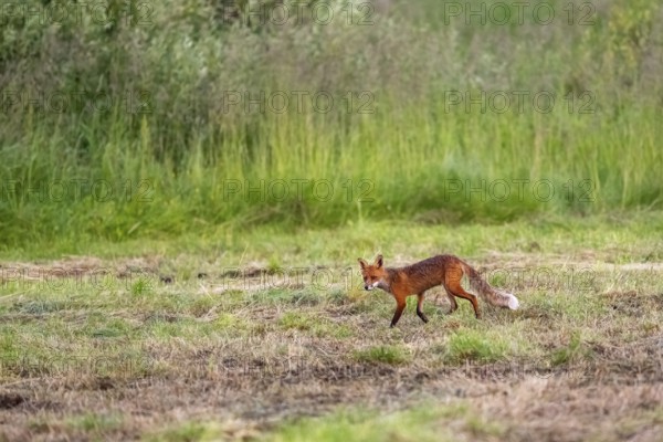 A red fox (Vulpes vulpes) roams across a green meadow, Pasvik National Park, Svanvik, Finnmark, Norway
