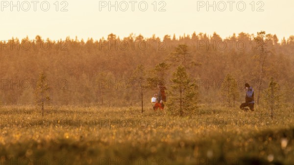 Two people collect cloudberries in a moor at sunset, Övre Pasvik National Park, Svanvik, Finnmark, Norway