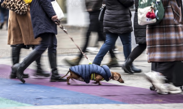 Pedestrian zone, passers-by hurrying, shopping between the years, swapping, dachshunds with thermal coat, Kettwiger Straße, Essen, North Rhine-Westphalia, Germany