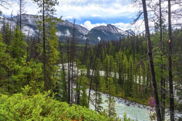 Sunwapta river meandering through a dense evergreen forest with snow capped mountains in the background, creating a picturesque landscape in jasper national park, alberta, canada