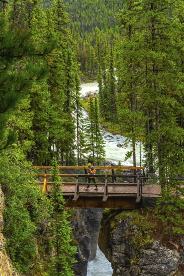 Hiker walking on a bridge over sunwapta falls, surrounded by lush pine forest in jasper national park, a stunning natural landscape in the canadian rockies
